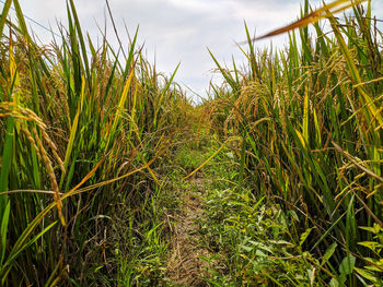 Crops growing on field against sky