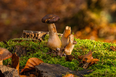 Close-up of mushrooms growing on field