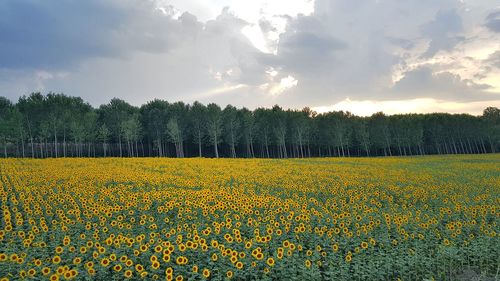 Scenic view of yellow flower field against sky