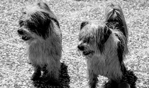 Close-up of dogs