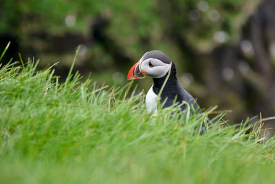 Close-up of a bird on grass