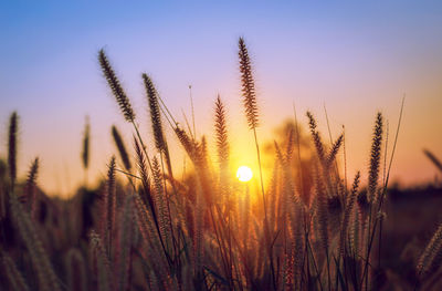 Close-up of wheat growing on field