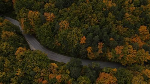 Autumn roadscape