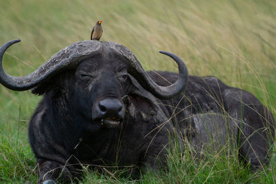 Portrait of buffalo with bird on its head