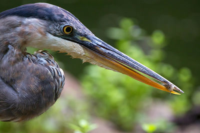 Close-up of great blue heron with prey