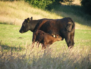 Cow and calf in a field