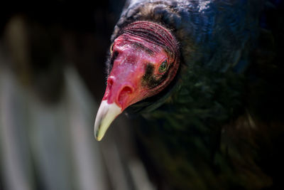 Close-up of a bird