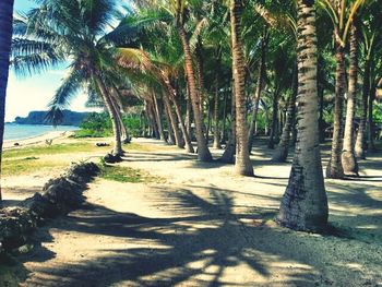 Palm trees at seaside