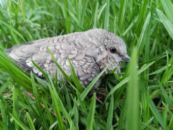 High angle view of bird on grass