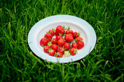 High angle view of strawberries in bowl on field