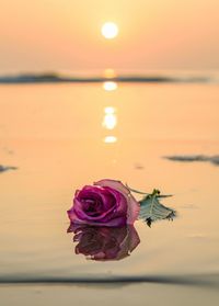 Close-up of pink rose in sea at sunset