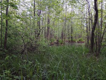 View of trees in forest