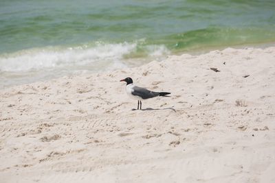 Sea bird on beach