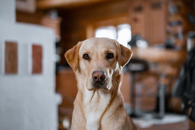 Close-up portrait of dog