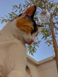 Low angle view of cat on plant against sky