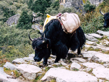 Black horse standing on rock