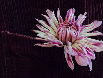 Close-up of pink flowers