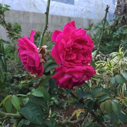 Close-up of pink flower