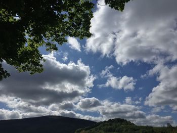 Low angle view of trees against sky