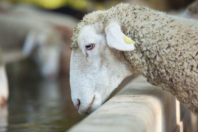 Close-up of sheeps drinking water at ranch