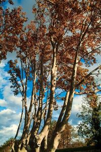 Low angle view of trees against sky