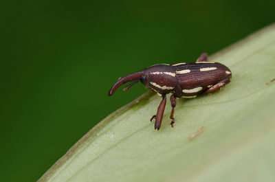 Close-up of grasshopper