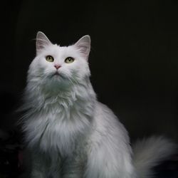 Portrait of white cat