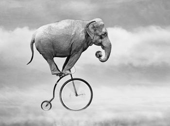 Low angle view of elephant on bicycle against sky
