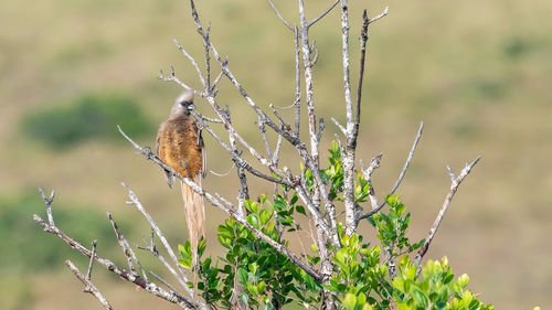 A south african speckled mousebird on treetop with hillside in background