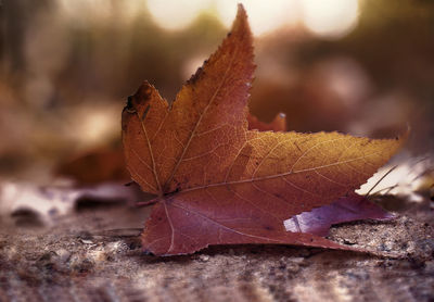 Close-up of dry maple leaf