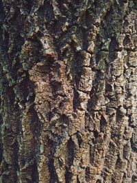 Full frame shot of tree trunk