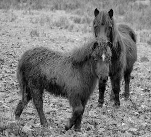 Horse on field