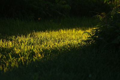 Close-up of yellow grass on field