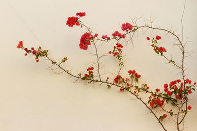 Red flowers on the wall of the house