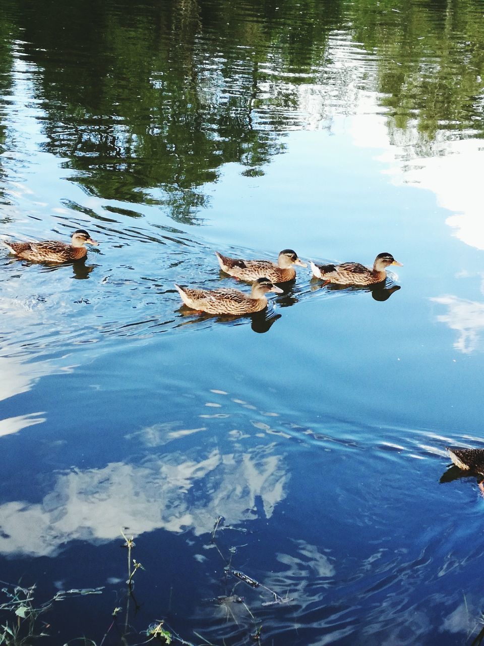 water, reflection, lake, animal themes, nature, no people, waterfront, swimming, outdoors, alligator, reptile, day, animals in the wild, crocodile