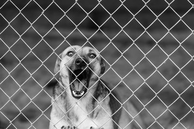 Close-up of dog looking through metal fence