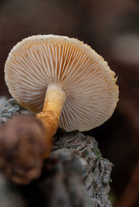 Close-up of mushrooms growing on tree