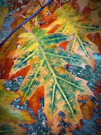 Full frame shot of autumnal leaves