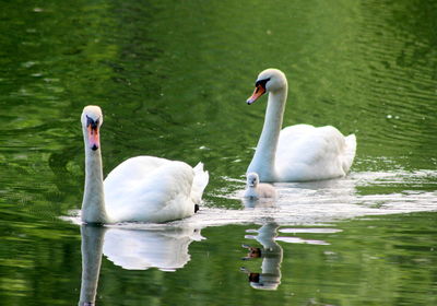 Swans swimming in lake