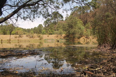 Reflection of trees in lake