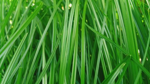 Full frame shot of plants growing on field