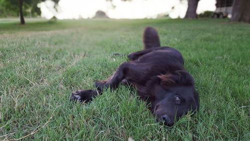 Dog on grassy field