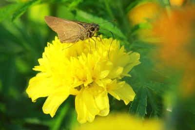 Close-up of butterfly pollinating on yellow flower