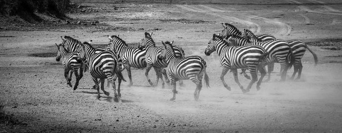 Zebras in water against sky