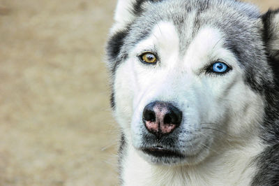 Close-up portrait of dog