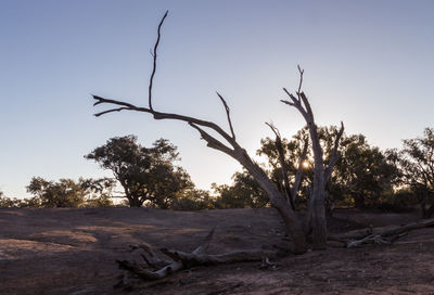 Bare trees on landscape against clear sky