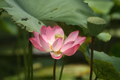 Close-up of pink lotus  in lake