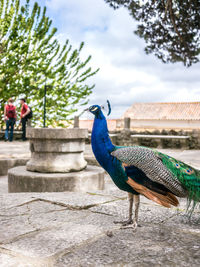 View of peacock on retaining wall against sky