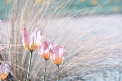 Close-up of pink crocus flowers