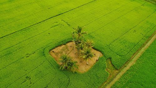 High angle view of insect on leaf